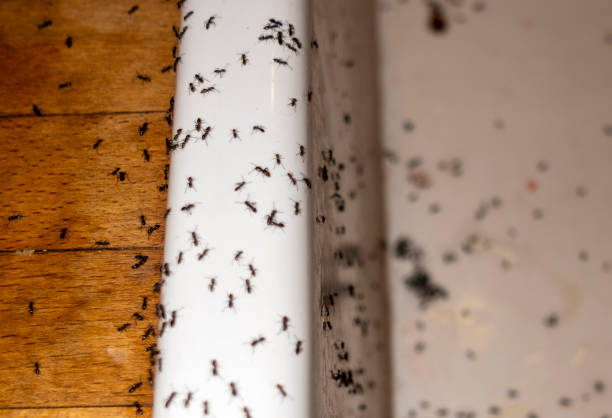 Best Insect Control  in Random Lake, WI